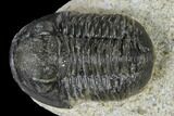 Detailed Gerastos Trilobite Fossil - Morocco #118999-4